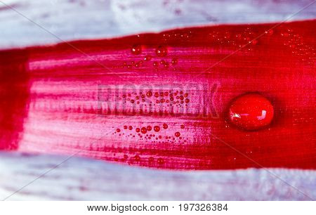 Water Drop Inside The Silver Bluggoe Banana Blossom