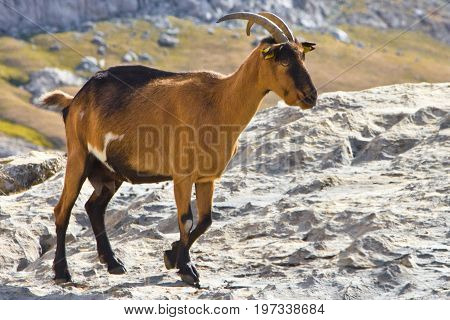 Wild female goat Capra aegagrus going at the mountains