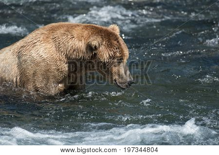 Alaskan Brown Bear In Brooks River