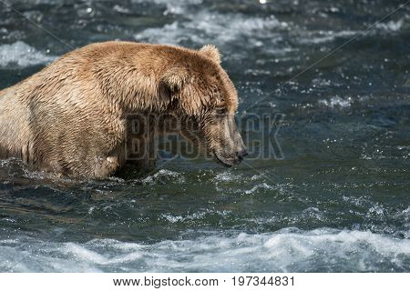Alaskan Brown Bear In Brooks River
