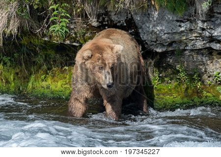 Alaskan Brown Bear Fishing