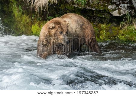 Alaskan Brown Bear Fishing