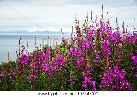 Fireweed And Lake In Alaska