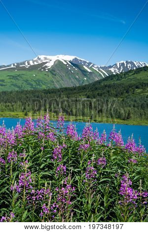 Fireweed And Lake In Alaska