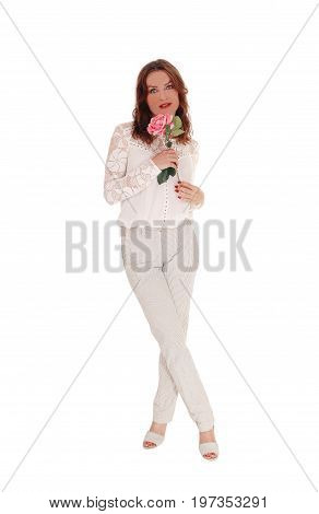 A beautiful young Caucasian woman in a lace blouse and brunette hair holding a pink rose in her hand isolated for white background