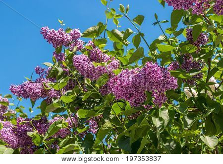 Sweet lilac on background of blue sky. Colorful green leaves on a branch of lilac. Photo with shallow depth of field.
