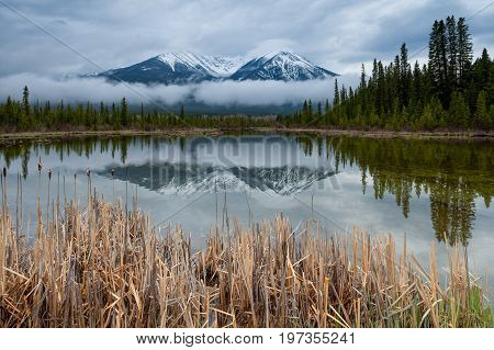 Reeds at Vermillion Lakes in Banff National Park, Alberta, Canada with low clouds in front of the background mountains.