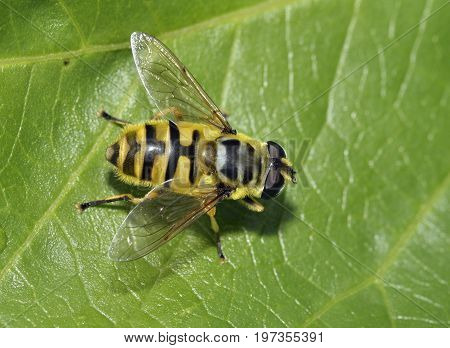 Hoverfly - Myathropa Florea