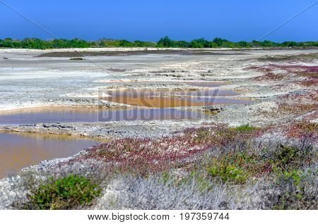 View of area with small pools of salt in Rio Lagartos in the Yucatan Peninsula in Mexico
