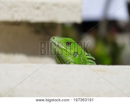 Close up of a green iguana (Iguana iguana), also known as the American iguana, isolated with its mouth closed.