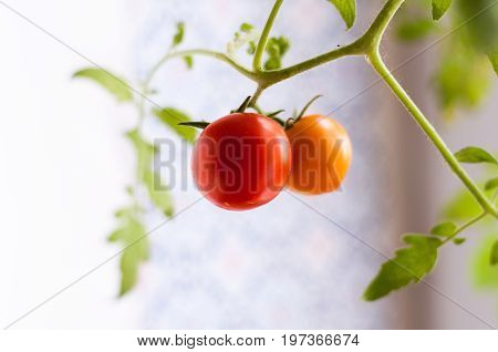 Homemade tomato grown on a window sill in a pot / помидор на ветке растущий на подоконнике.