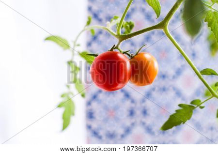 Homemade tomato grown on a window sill in a pot