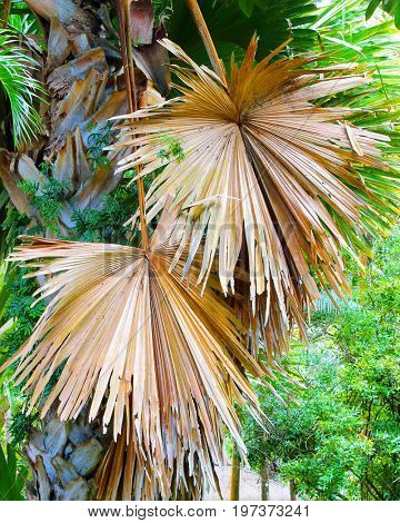 The Talipot Palm - Corypha Umbraculifera is one of the largest palms in the world. Natives have a wide range of uses for this palm, food, medicines and other commodities for their use from this trees.