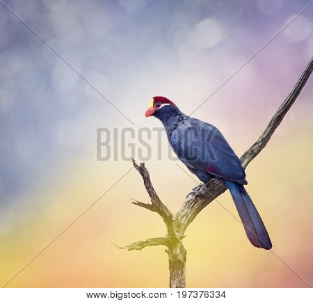 Ross's Turaco perching on an old tree