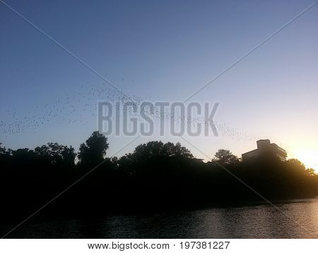 Mexican free tail bats flying over the river as the sun goes down in Austin, Texas.