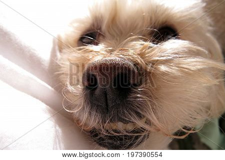 Cute poodle mixture dog smile smiling while he snoozes on the sofa