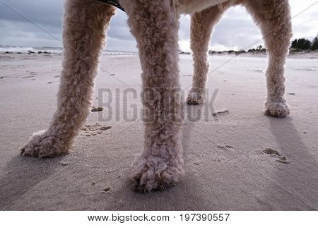 View of poodle dog legs while on walk walkies on the beach