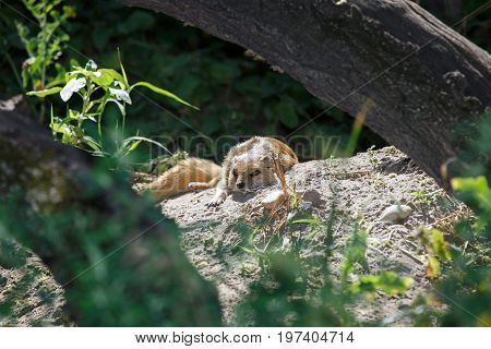 Yellow mongoose Cynictis penicillata lying close up