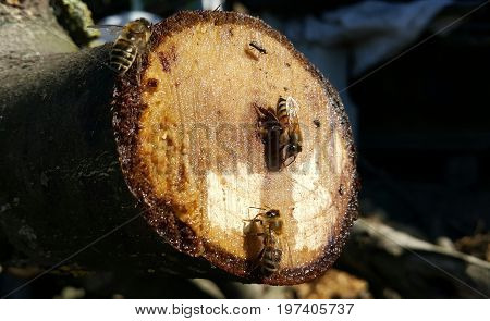 Bees collect sweet nectar on a cut of a tree