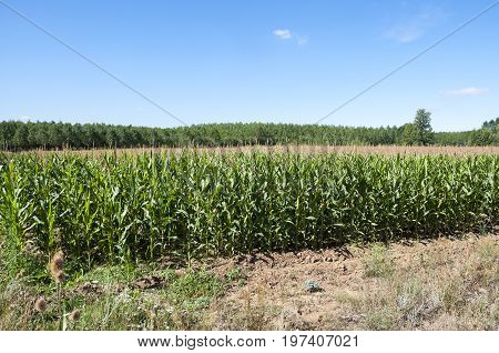Poplar groves and cornfields in the plain of the River Esla, in Leon Province, Spain