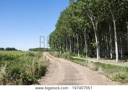 Poplar groves and cornfields in the plain of the River Esla, in Leon Province, Spain