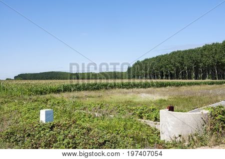 Poplar groves and cornfields in the plain of the River Esla, in Leon Province, Spain