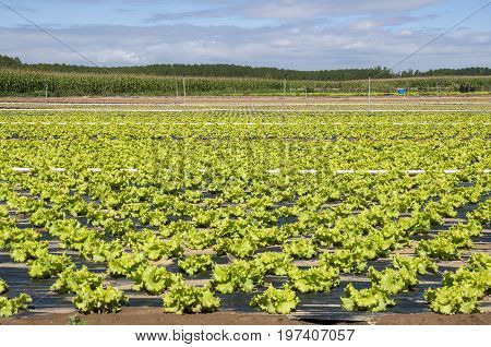 Lettuce field in the plain of the River Esla, in Leon Province, Spain