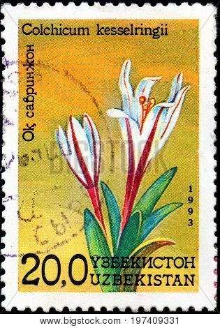 UKRAINE - CIRCA 2017: A postage stamp printed in Uzbekistan shows flower crocus Colchicum kesselringii. Series Flowers circa 1993