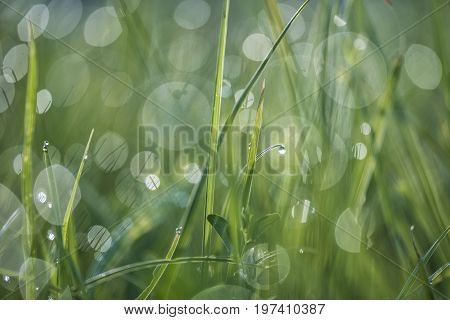 Dewy meadow in the early morning sunshine.