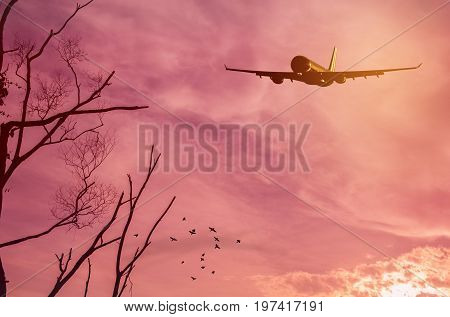 Airplane Flying Over Tree Branch And Birds Fly On Sunset Sky Background.