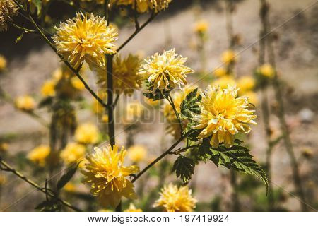 The Kerria japonica yellow flowers blooming in spring
