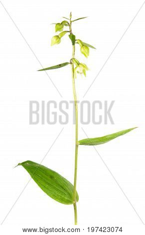 Broad-leaved helleborine (Epipactis helleborine) flower isolated on white background. Wild Orchid