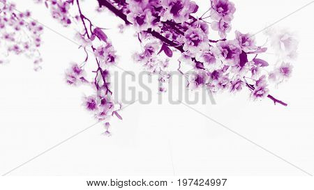 Blooming lilac cherry branch. White background close up