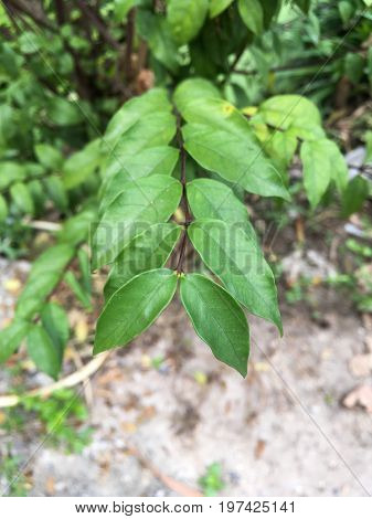 fresh green Wrightia religiosa leaves in nature garden