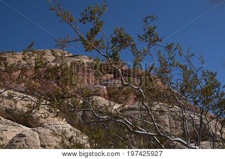 This is an image taken in the Red Rock mountains of Nevada