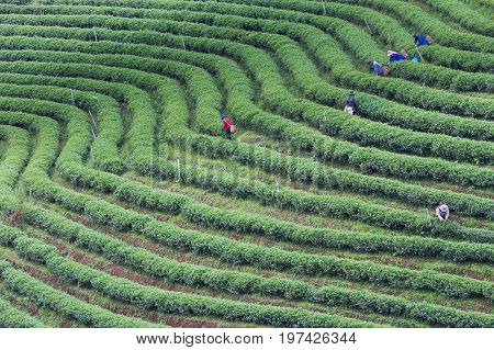 High hill green tea plantaion natural landscape background