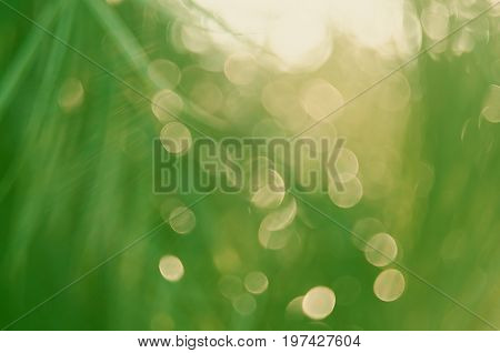 Copy Space Of Blur Palm Leaf On Blue Sky And White Clouds With Bokeh Sun Ligth Abstract Texture Back