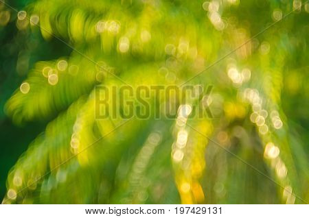 Copy Space Of Blur Palm Leaf On Blue Sky And White Clouds With Bokeh Sun Ligth Abstract Texture Back