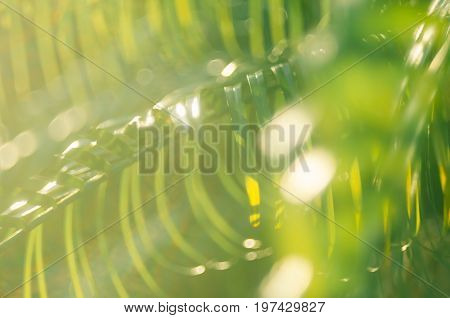 Copy Space Of Blur Palm Leaf On Blue Sky And White Clouds With Bokeh Sun Ligth Abstract Texture Back