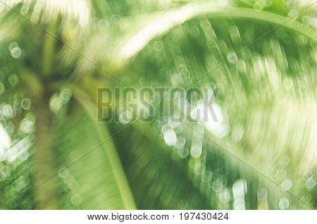 Copy Space Of Blur Palm Leaf On Blue Sky And White Clouds With Bokeh Sun Ligth Abstract Texture Back