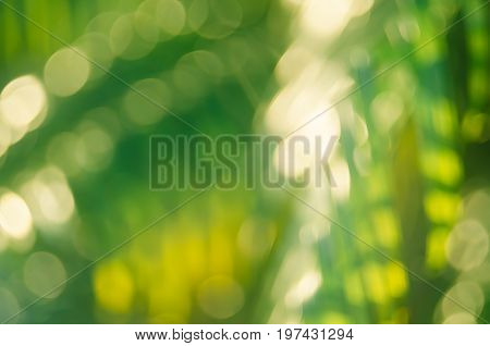 Copy Space Of Blur Palm Leaf On Blue Sky And White Clouds With Bokeh Sun Ligth Abstract Texture Back