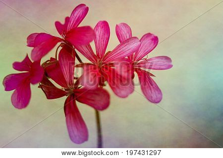 Close up of purple muscat flower on greenich background