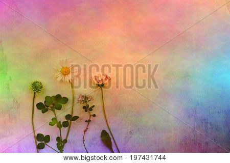 Meadow flowers on rainbow color background in the raw