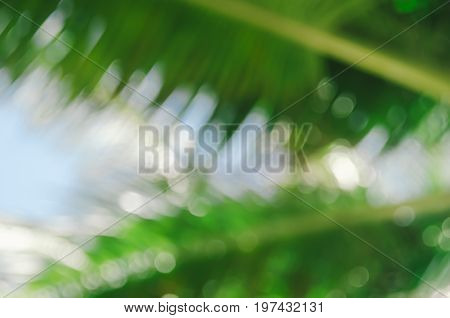 Copy Space Of Blur Palm Leaf On Blue Sky And White Clouds With Bokeh Sun Ligth Abstract Texture Back