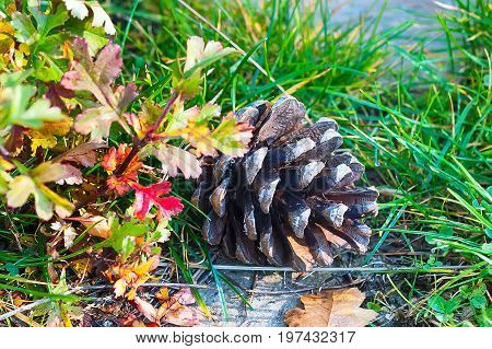 pine cone and colorful leaves in the grass in forest in autumn, fall background
