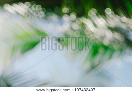 Copy Space Of Blur Palm Leaf On Blue Sky And White Clouds With Bokeh Sun Ligth Abstract Texture Back