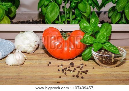 Ingredients for a fresh tomato and basil salad. Close up of a heirloom tomato with peppercorn spice and garlic bulbs. A pot of fresh basil is shown and a blue towel.