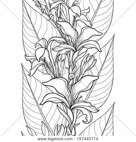 Vector seamless pattern with outline Canna lily or Canna flower and leaves on the white background. Floral pattern in contour style with ornate flowers for tropical summer design and coloring book.