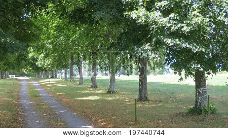 Landscape With Fork Rural Roads In Forest