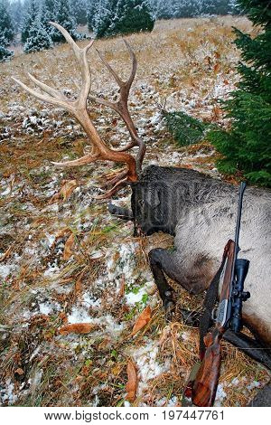 Trophy deer (Tien-Shan maral) after hunting in the autumn in the mountains